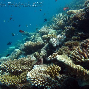 coral reef