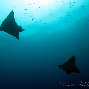 eagle rays