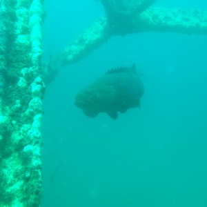 Grouper on Bridge Span 12 PC Beach FL