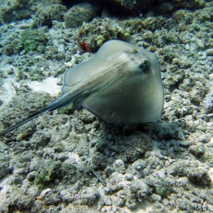 Stingray - Blue Angel Shore Dive