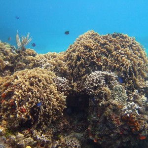 Lettuce Leaf Coral