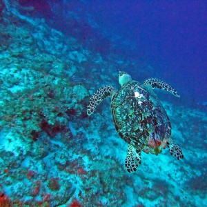 Hawksbill Turtle