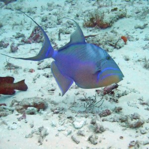 Queen Trigger Fish