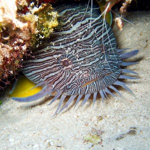 Splendid Toad Fish