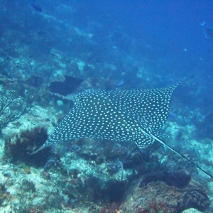 Eagle Ray - Villa Blanca Wall