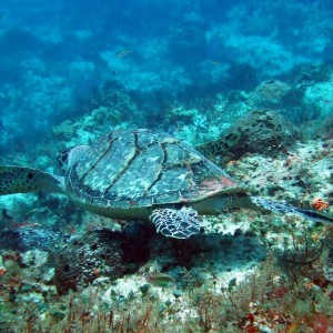 Hawksbill Turtle