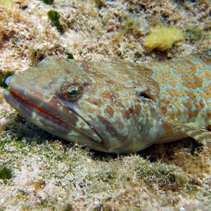 Lizzard Fish - Blue Angel Shore Dive