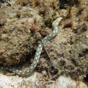 Sharp Tailed eel - Blue Angel Shore Dive