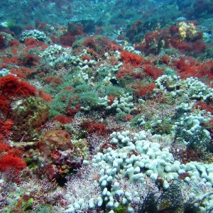 Finger Coral - San Juan