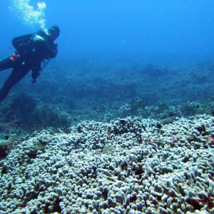 Finger Coral - San Juan