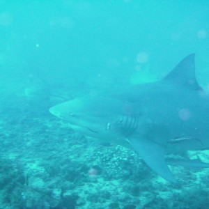 shark_dive1