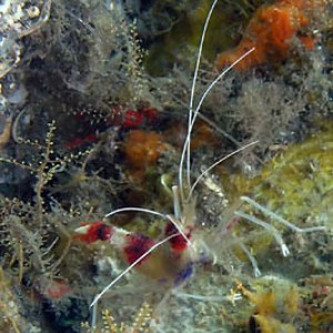 bandedCoralShrimp