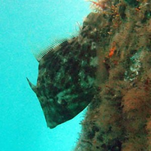 filefish10