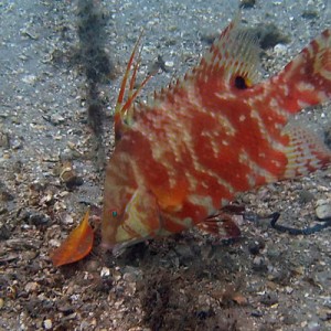 hogfish6