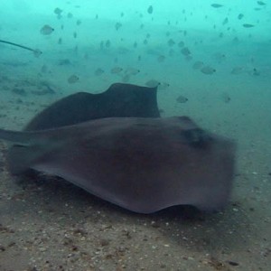 southernStingray2