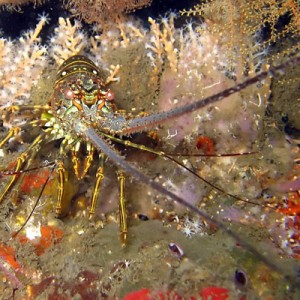 spinyLobster3