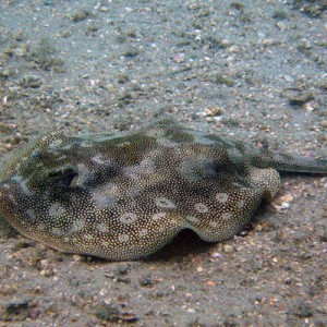 yellowStingray