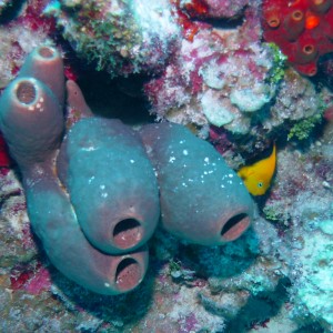 Rock Beauty behind tube sponges