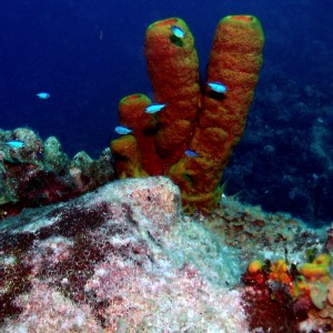 Grand Cayman coral and tube sponges