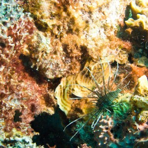 Lionfish @Something Special