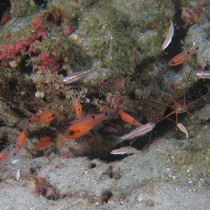 cardinalfish601