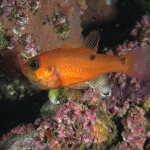 cardinalfish602