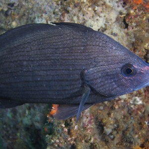 fish604