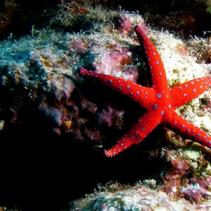 starfish_11