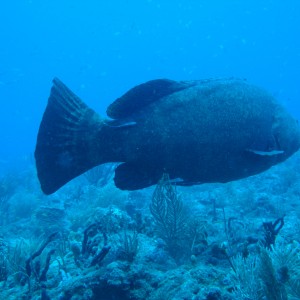 Boynton Beach - goliath grouper
