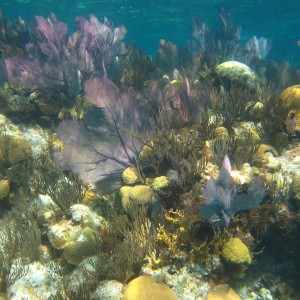 Bermudian Reef