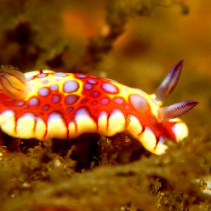 nudifinal1