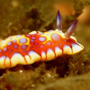 nudifinal2