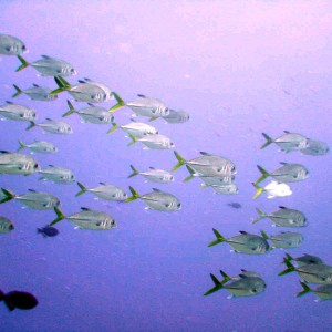 School of yellow tail snapper I think