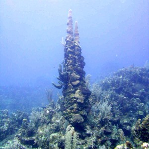 "Totem pole" coral