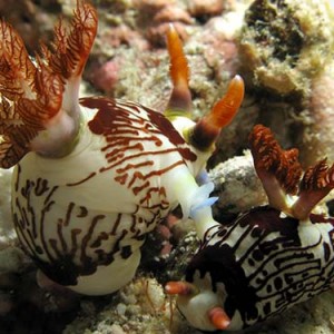 2_mating_nudibrnch3