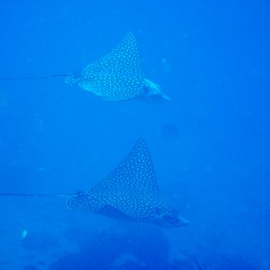 Eagle Rays on the Wild Side