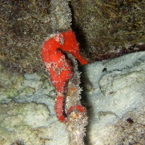 Seahorse on a night dive