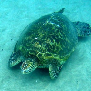 Turtles - Maui