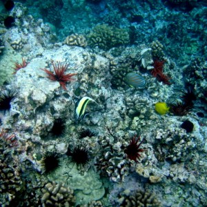 Reef- Maui