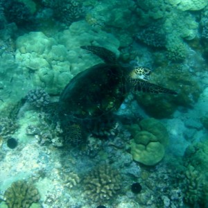 Turtle - Maui