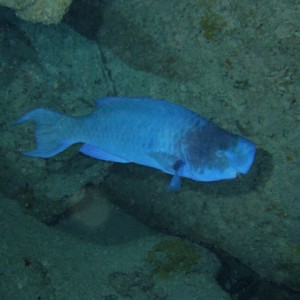Blue Parrotfish TP