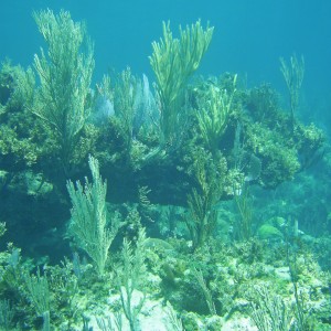 Coral formation