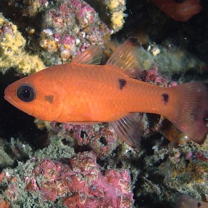 cardinalfish740