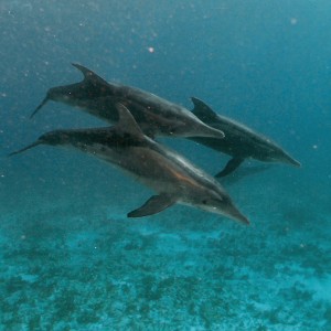 Caribbean Seafari Dives