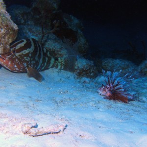 grouper_and_lion_fish