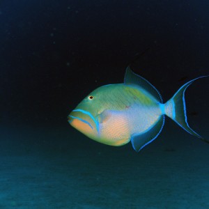 queen_triggerfish