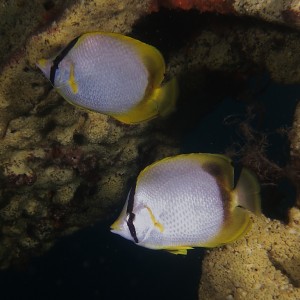 butterfly_fish_801