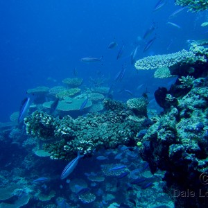 Fiji Qamea coral