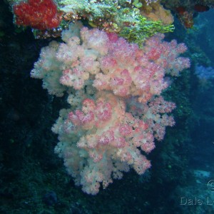 Fiji soft coral