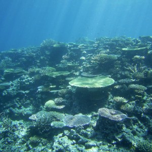 Fiji coral